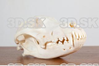Skull photo reference 0010